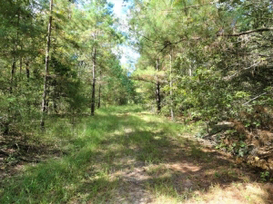 65.32 Acres of wooded land