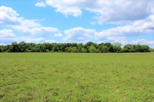 +/- 40 Acres, Open Pasture, Fenced, Cattle &amp; Hunting