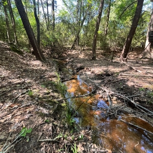 22.42 Acres, 100% Wooded, Hunting &amp; Recreation, Travel Trailer
