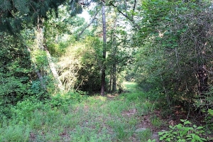 34.51 Acres, Hunting Property, Loaded with Wild Life, All Utilities