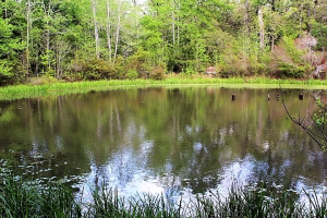 33.47 Ac 100% Wooded, Pond, Rolling Terrain, Hunting/Recreation