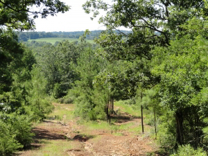 80 acres of rolling hills, 70% wooded, lots of wildlife