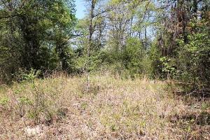 14.33 Acres 100% Wooded, Towering Oak Trees, Hunting/Recreation